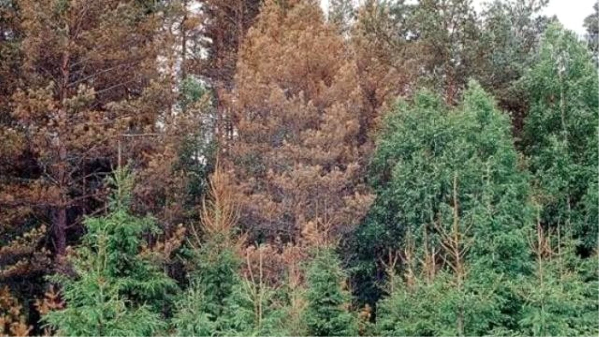 Bergama\'da Çam Ağaçlarındaki Hastalık
