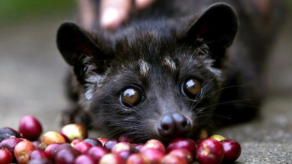 Dünyanın En Pahalı Kahvesi "Kopi Luwak"