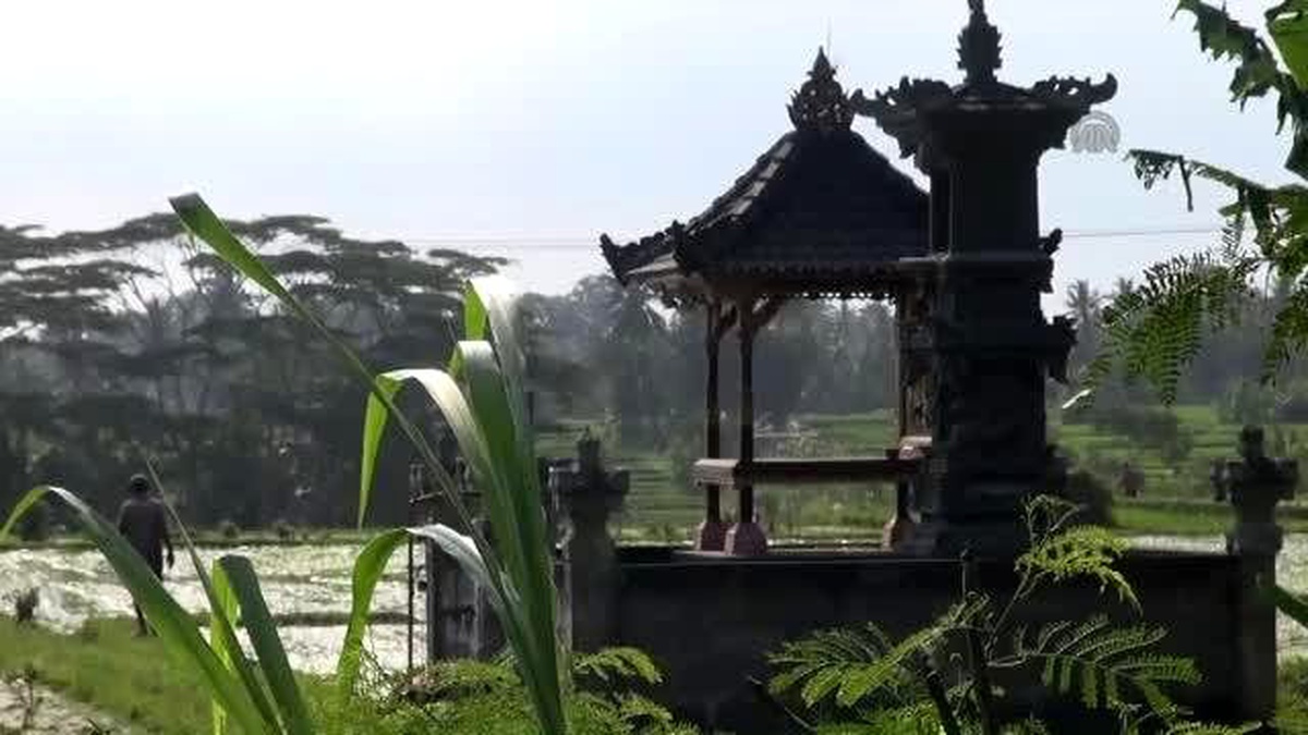 Dünyanın En Pahalı Kahvesi "Kopi Luwak"