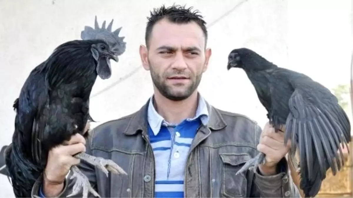 Aksaray\'da 15 Bin Dolarlık Horoz ve Tavuk Satın Aldı