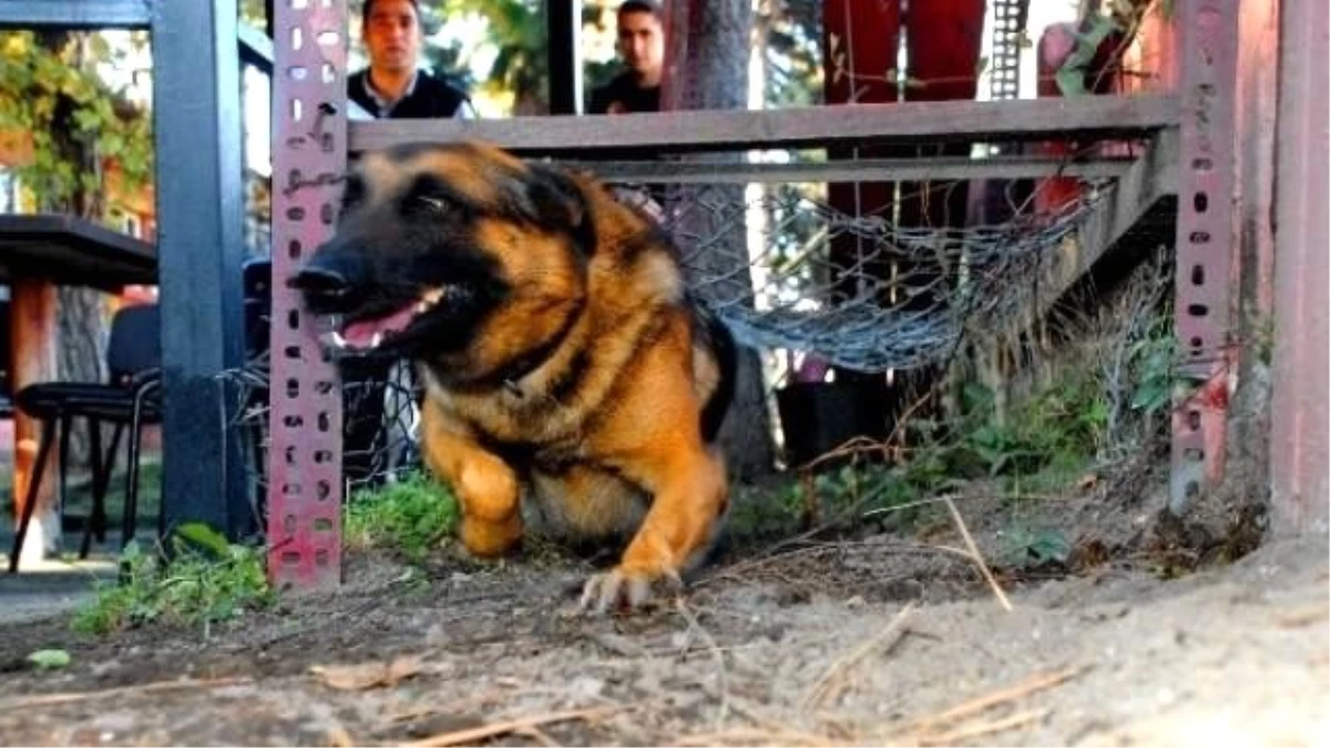 AFAD\'ın \'Pahalı\' Arama ve İz Sürme Köpekleri Asker Gibi Eğitiliyor