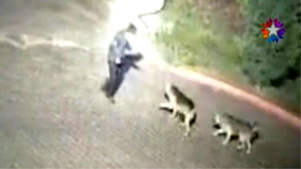 Silivri\'de Güvenlikçinin Öldüğü Köpek Saldırısı Kamerada
