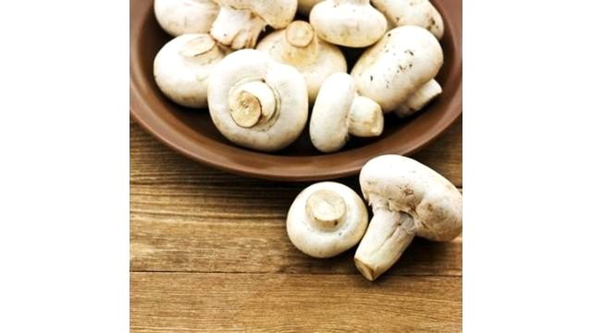 Mantar Zehirlenmelerine Karşı Uyarı