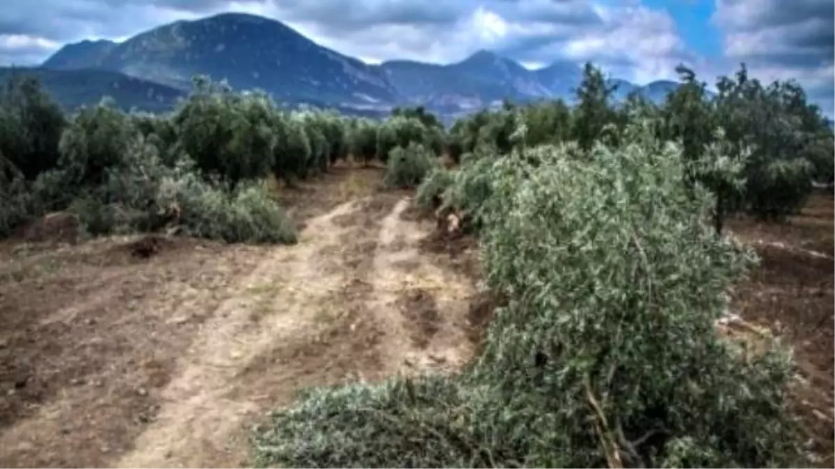 Soma'da Kurulması Planlanan Termik Santral