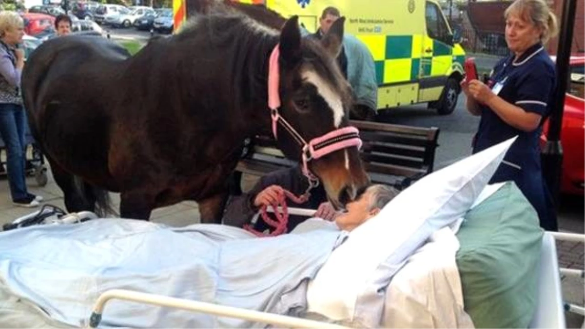 Kanser Hastası, Atıyla Vedalaştıktan Sonra Öldü