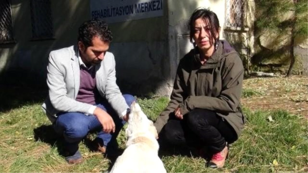 Bitlis\'teki Sokak Hayvanları İçin Kış Hazırlıkları Başladı