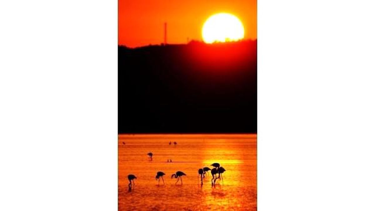 Bodrum\'un Konukları Erken Geldi
