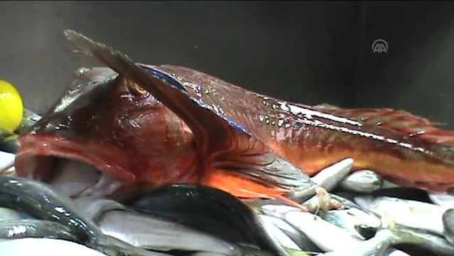 canakkale bogazi nda 5 kilogramlik kirlangic baligi yakalandi son dakika