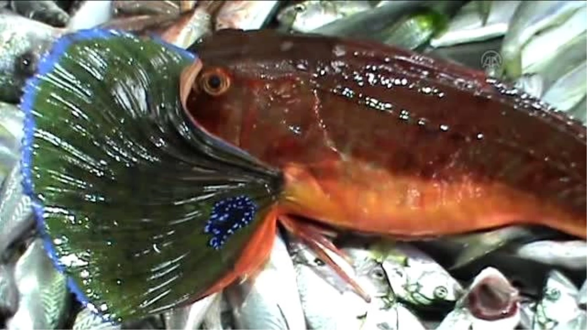 Çanakkale Boğazı\'nda 5 Kilogramlık Kırlangıç Balığı Yakalandı