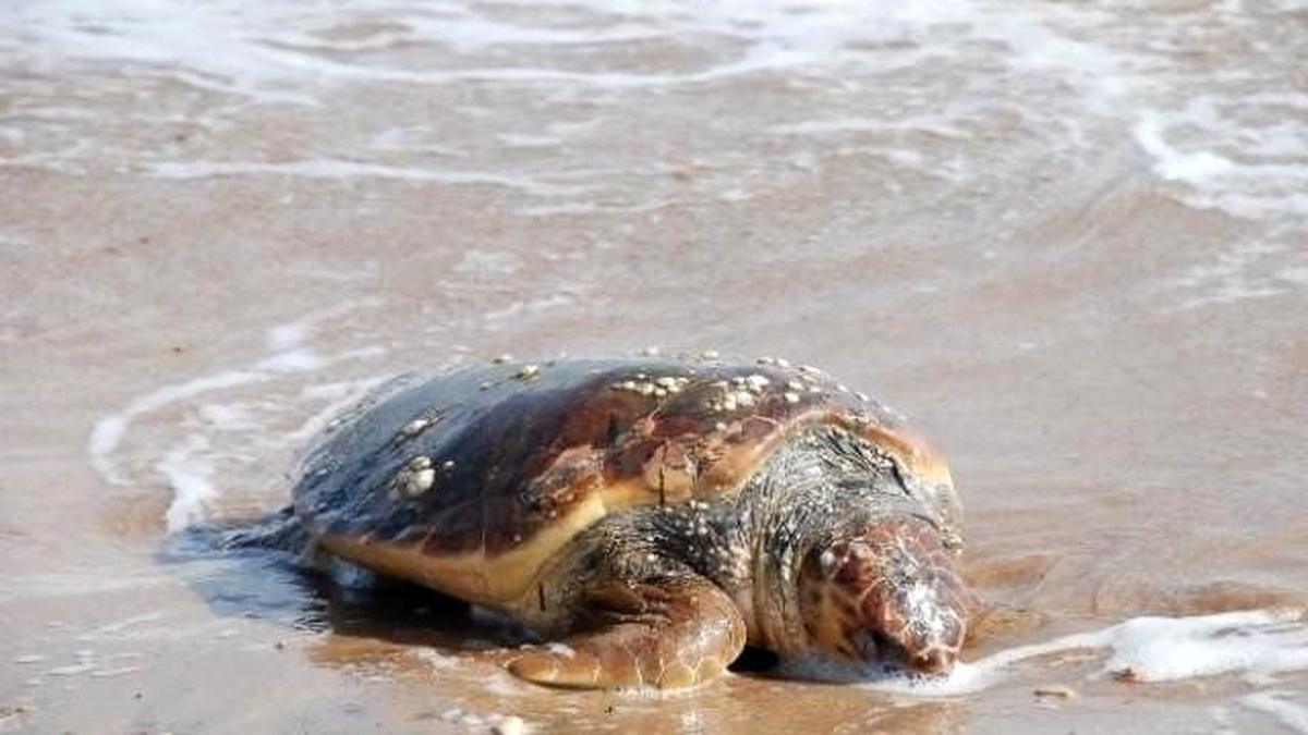 Didim\'de Sahile Ölü Caretta Caretta Vurdu