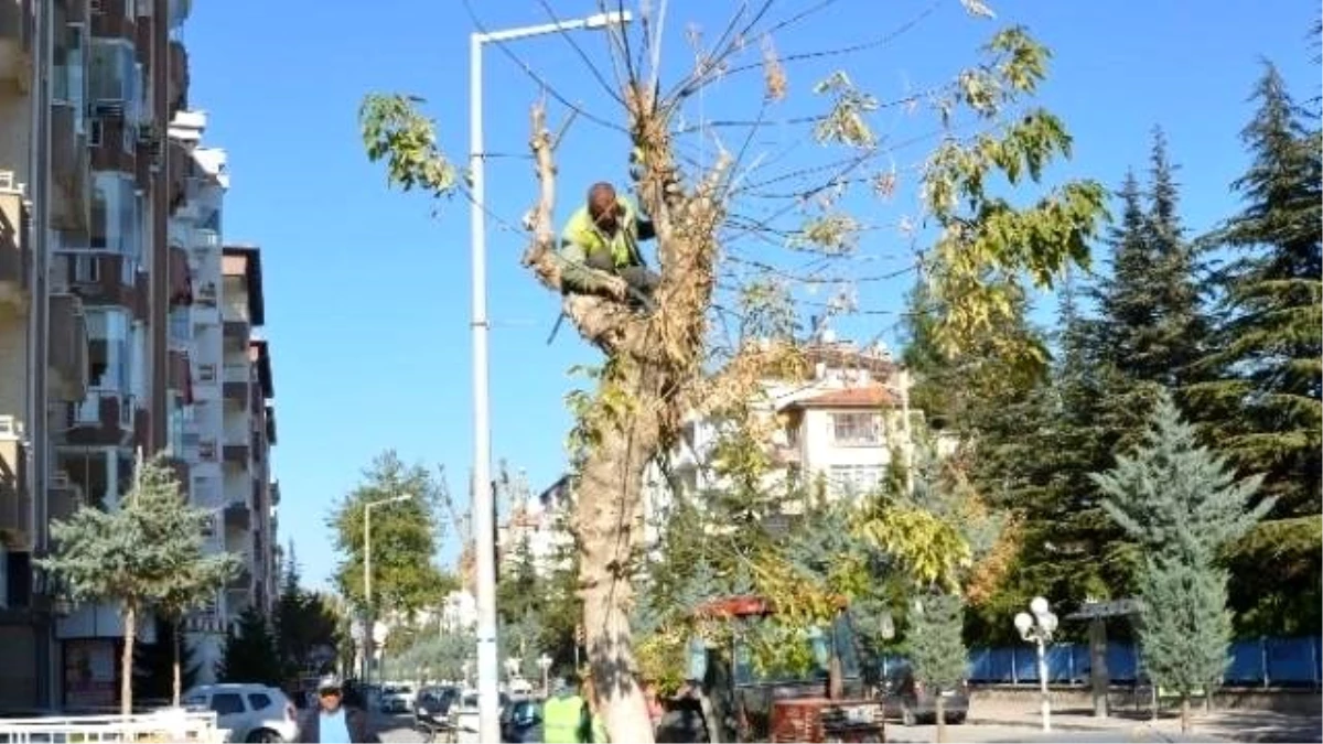 Ereğli\'de Ağaç Budama Çalışmaları