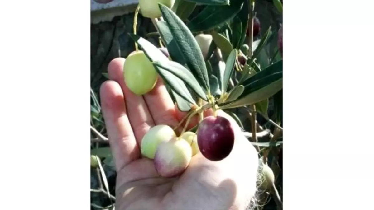 Kapıdağ Bölgesinde Zeytin Tavan Fiyatları Belli Oldu