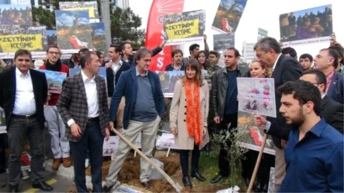 CHP Kolin Şirketler Grubu Önüne Zeytin Fidanı Dikti