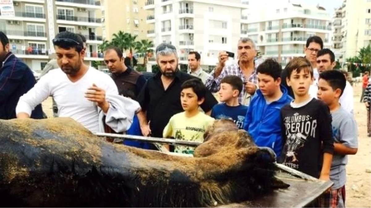 Cirit Sahasında Ölen At Çocukları Ağlattı