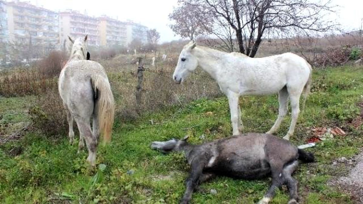 Yaralı Atın Etrafında Toplanan Diğer Atlar İnsanlık Dersi Verdi