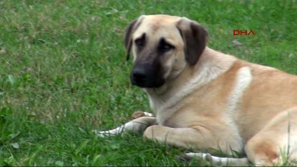 Bu Semtte Vatandaşlar Ellerinde Sopa ve Köpek Savarlarla Geziyor