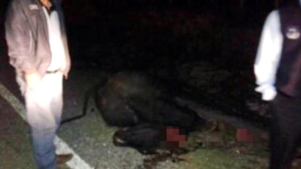 Zonguldak\'ta Manda Sürüsüne Otomobil Çarptı: 2 Yaralı