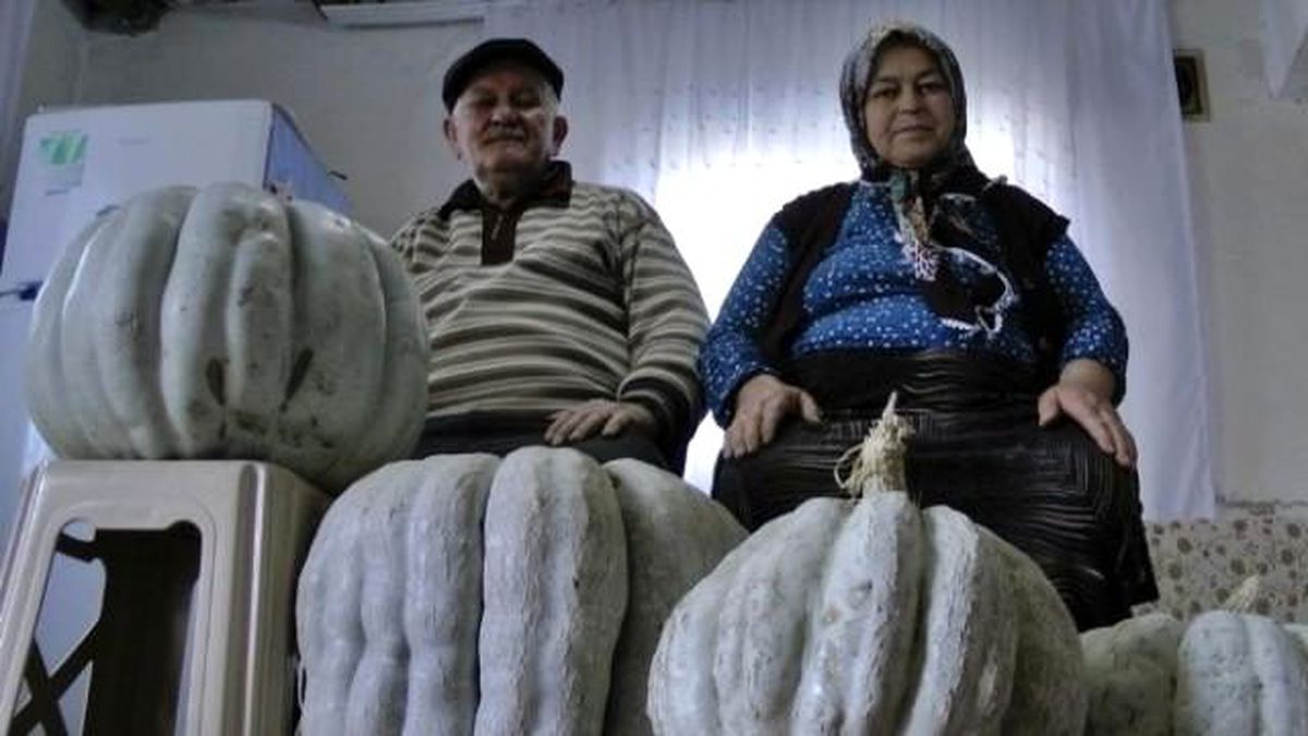 Bahçesinde 50 Kilo Ağırlığındaki Kabağı Görünce Şok Oldu