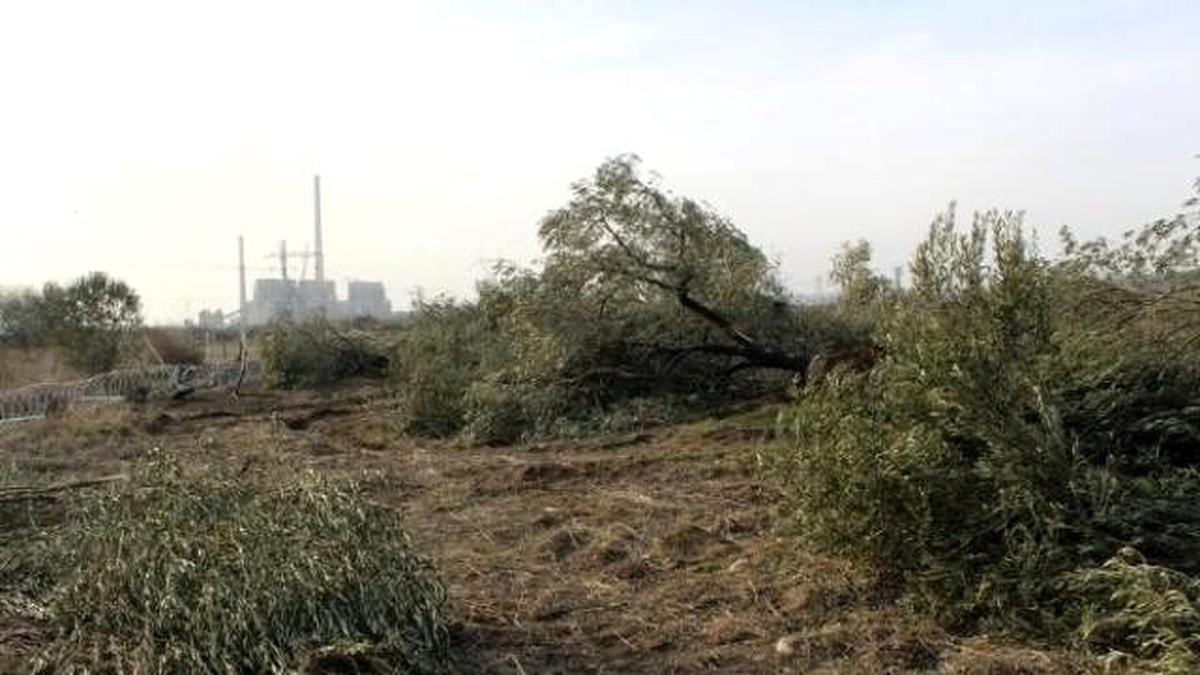 Kesilen Zeytin Ağaçlarına Bakamıyor