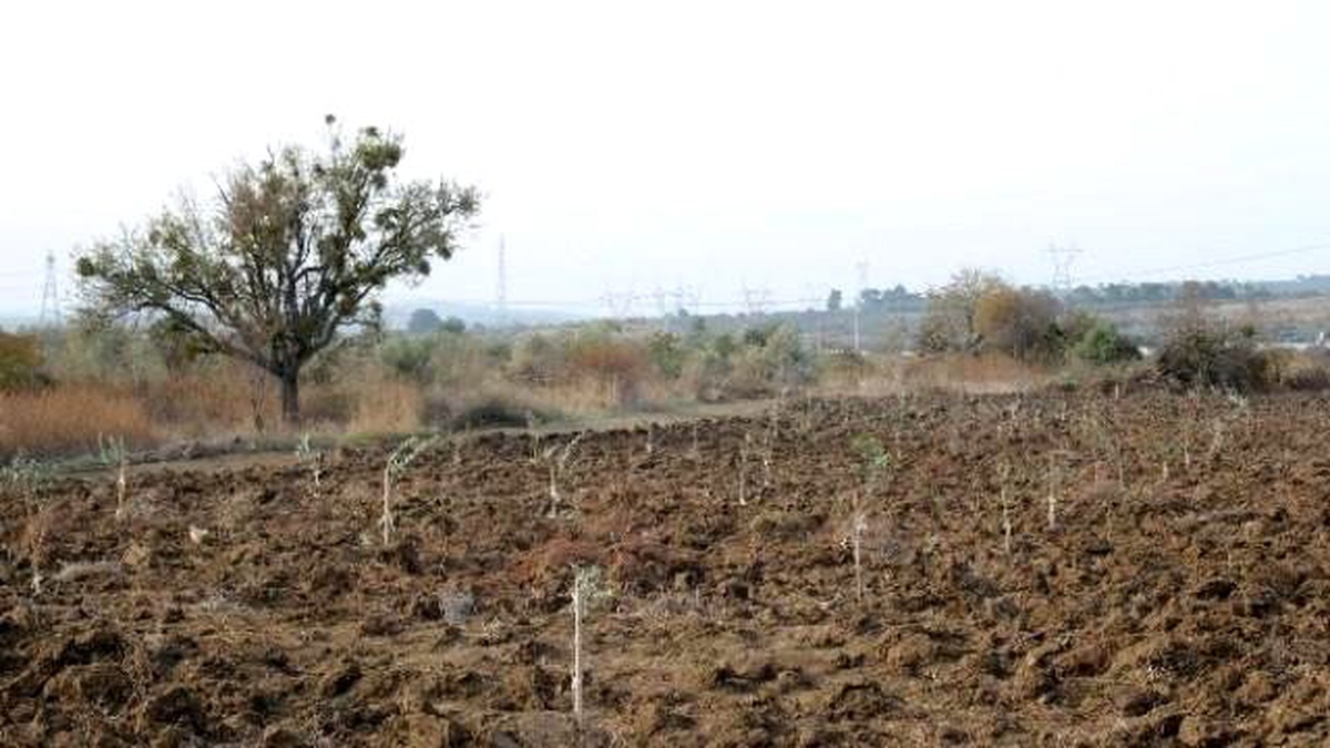 Yırcalı\'daki Zeytinliklerde Sessiz Bekleyiş