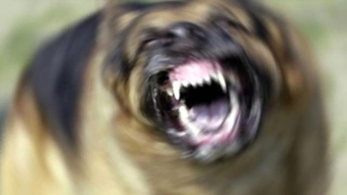 Sokak Köpeklerinin Isırdığı Genç Hastanelik Oldu