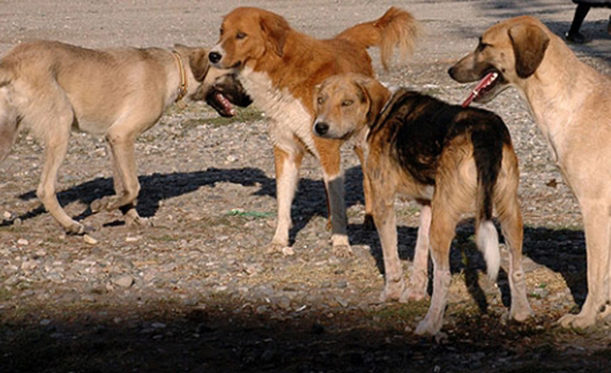 10 Yaşındaki Çocuk Sokak Köpeklerinin Saldırısına Uğradı