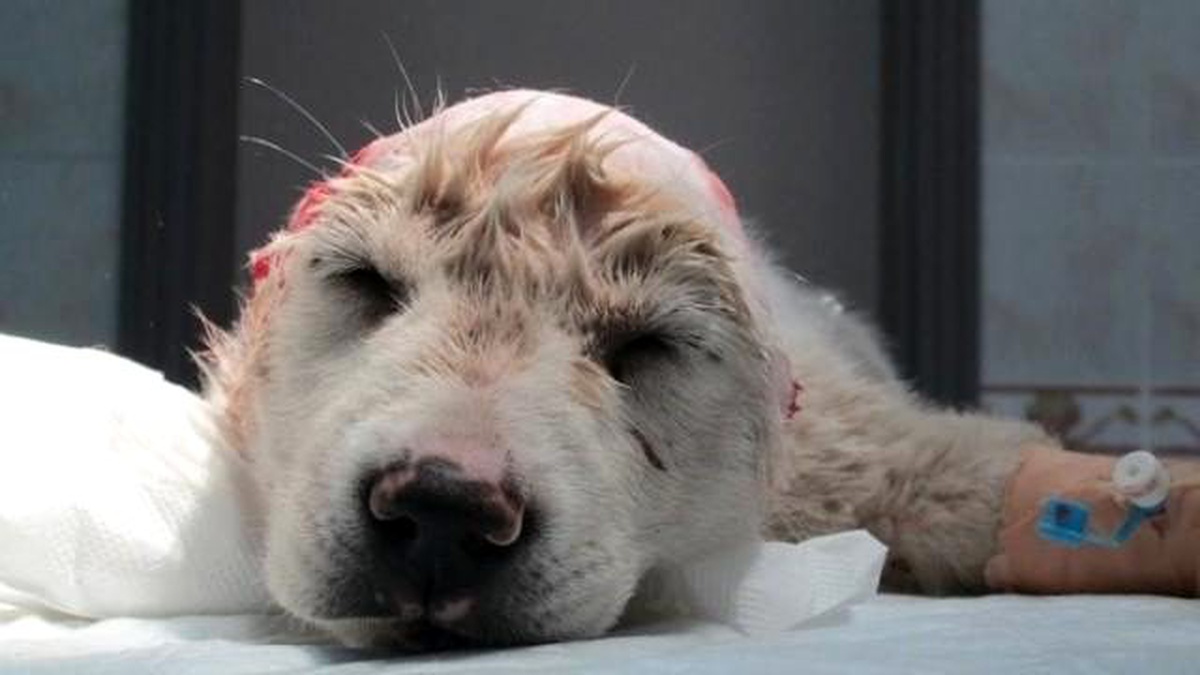 Yavru Köpeğin Kulaklarını Kestiler