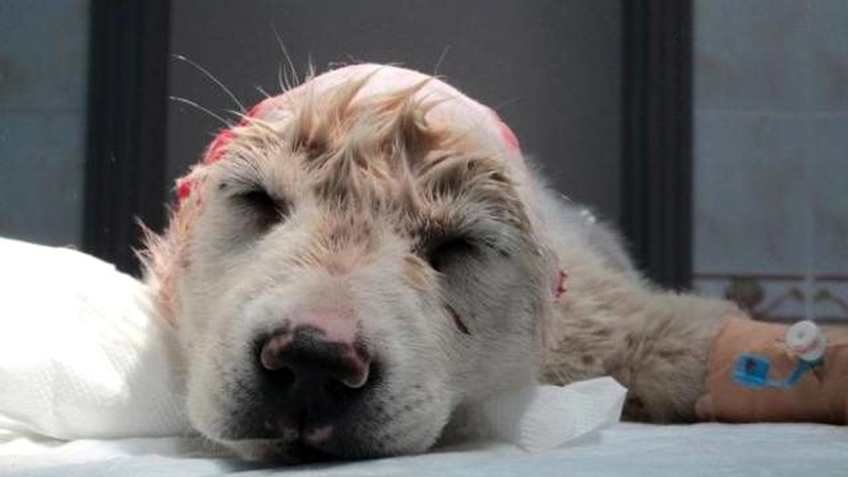 Yavru Köpeğin Kulaklarını Kestiler