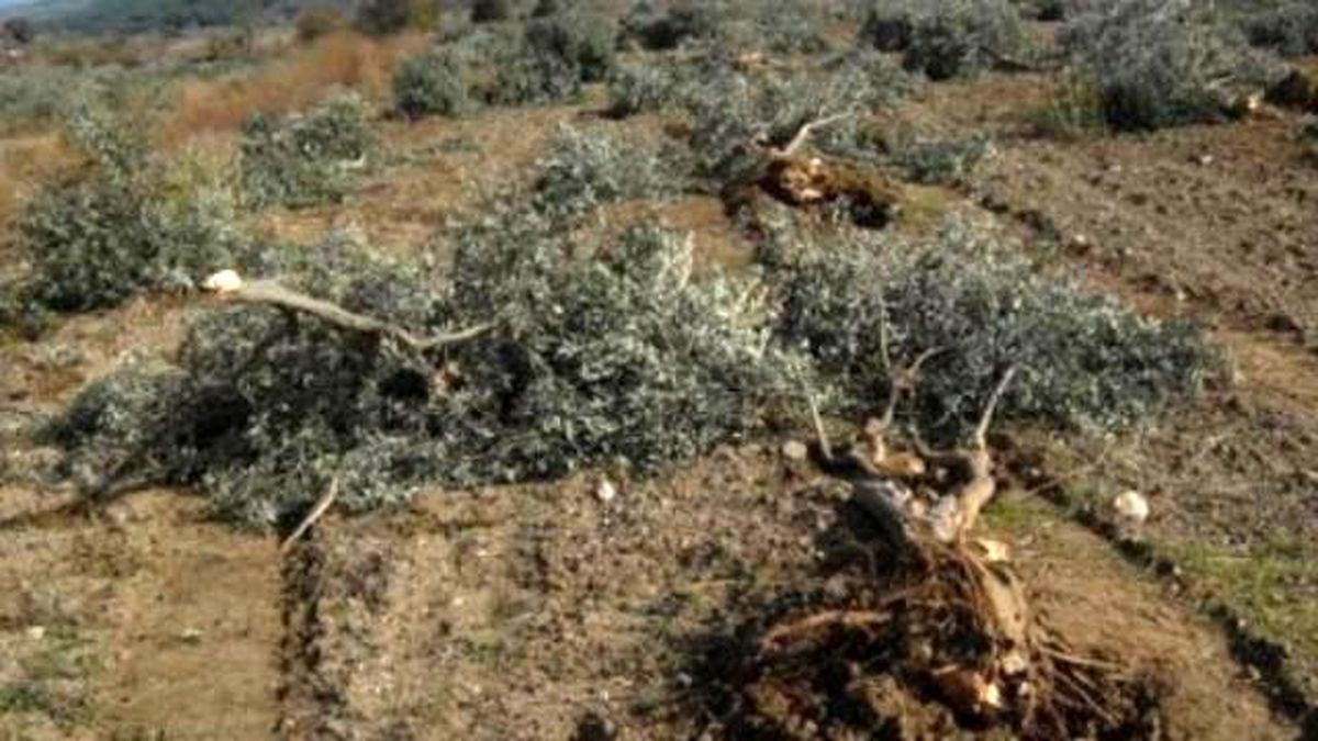 "Yırca\'da Zeytin Ağacı Kesen Firmaya Para Cezası Kesildi"