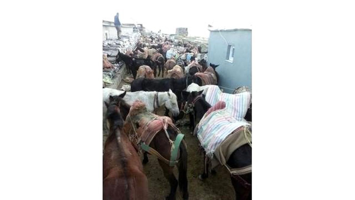 Yüksekova\'da 97 Katır ile 160 Jelikan Ele Geçirildi