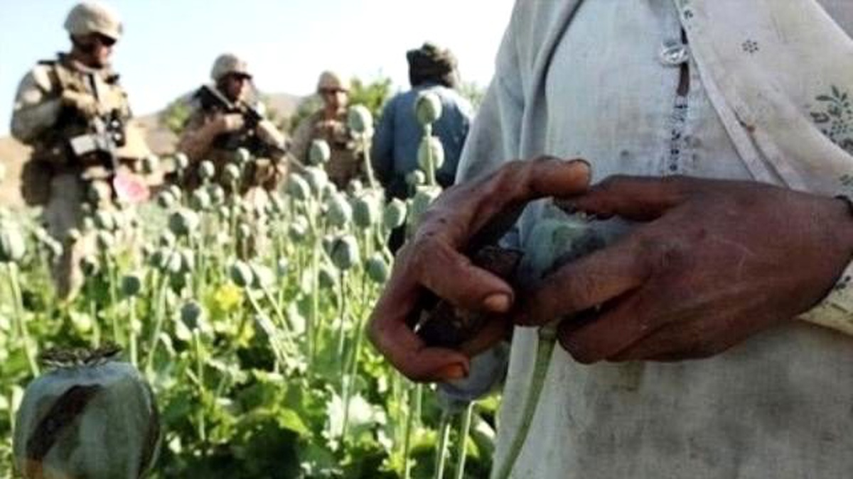Afganistan\'da Uyuşturucu Üretimi Rekor Kırdı