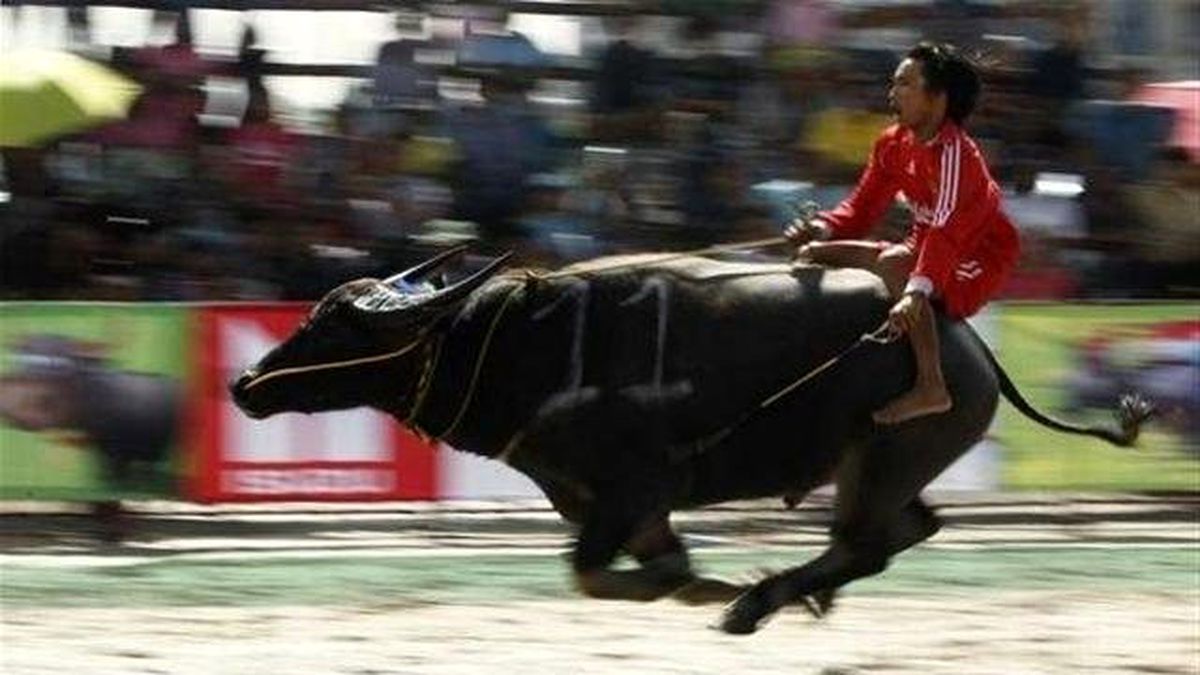 Bali\'de Bufalo Yarışı Düzenlendi