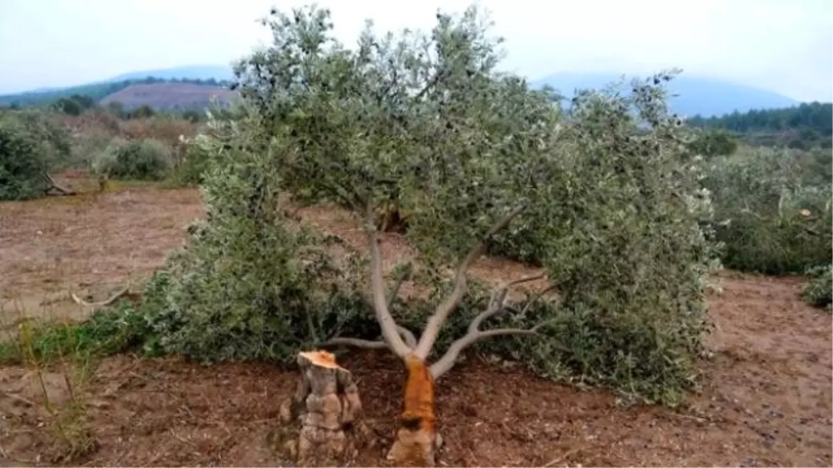 Barolar Birliği\'nden Zeytin Kesimine Suç Duyurusu