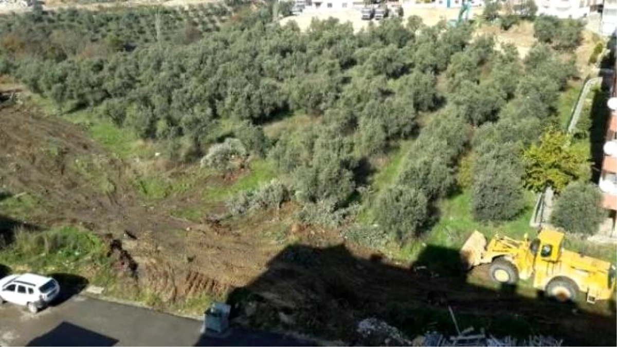 Mudanya\'da İnşaat İçin 2 Saatte 100 Zeytin Ağacı Söküldü