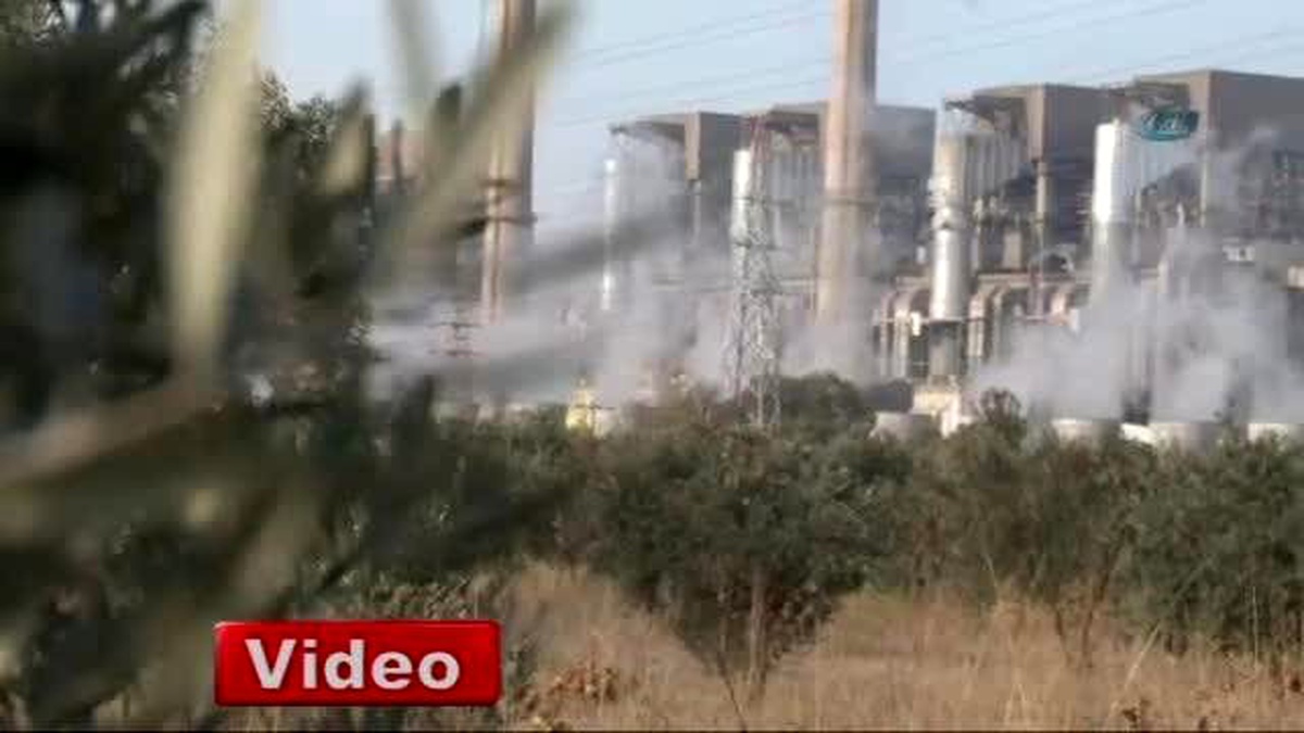 Kesilen Zeytin Ağaçlarına Bakamıyor