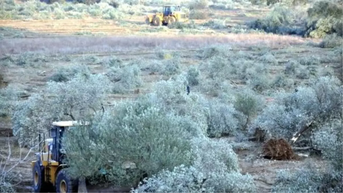 Kesilen Zeytin Ağaçları İçin Şarkı Besteledi