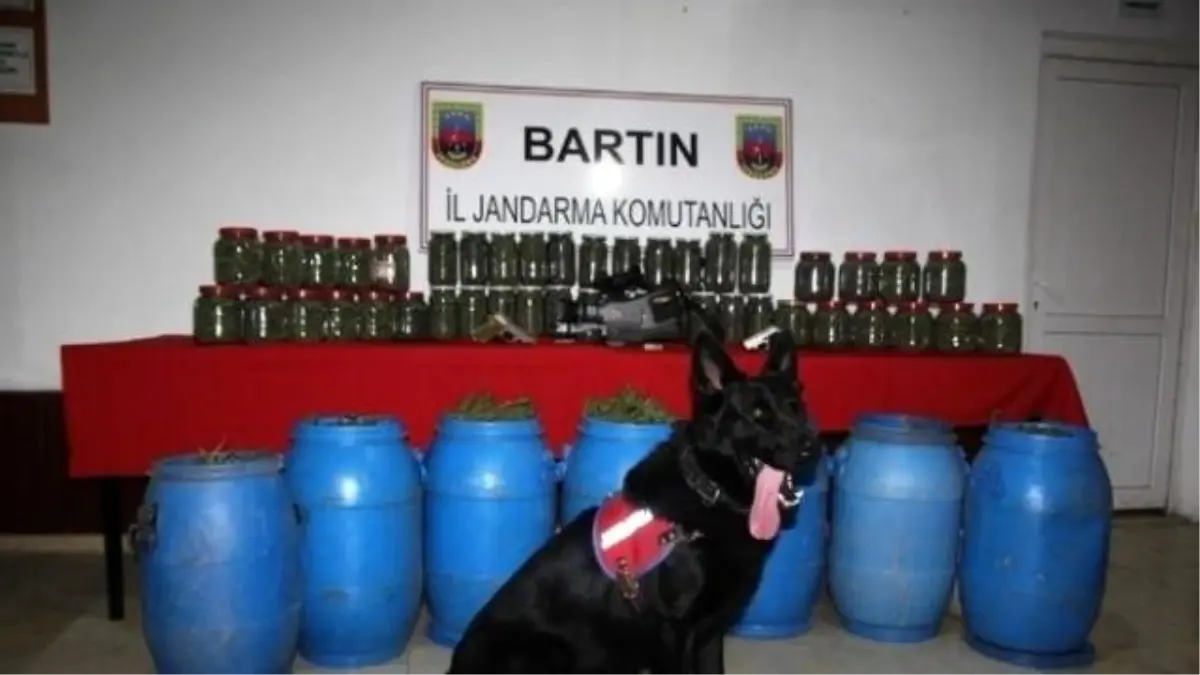 Bartın Jandarma, 1 Yılda 18 Narkotik Operasyon Düzenledi