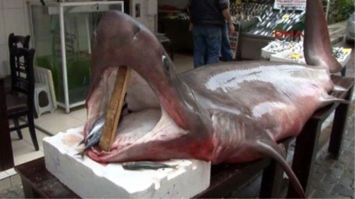 İstanbul\'da 800 Kiloluk Köpek Balığı Yakalandı
