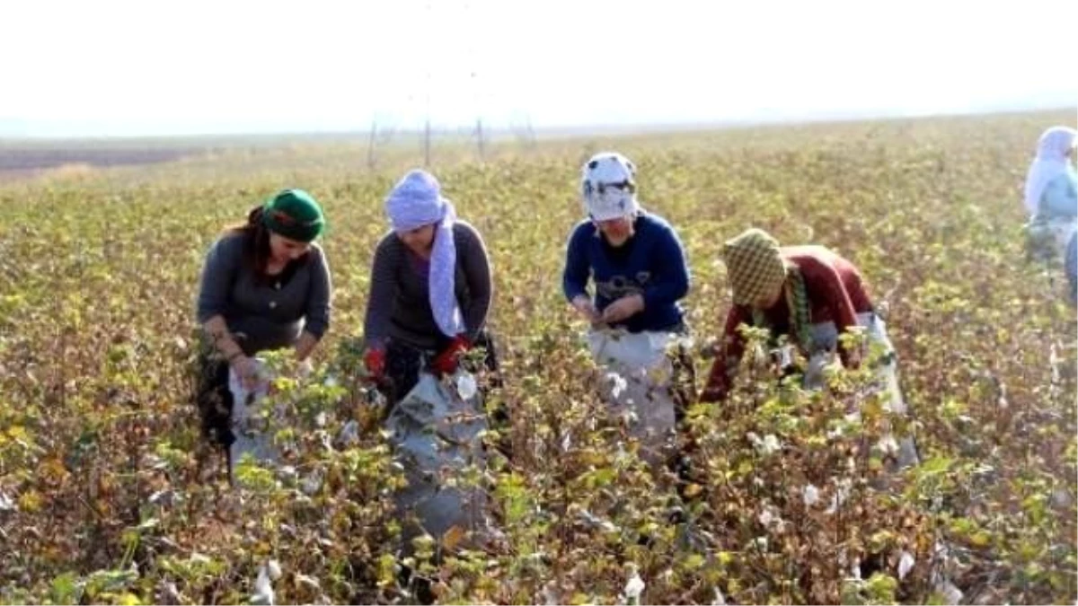 Kadınlar Sincar ve Kobani\'ye Destek İçin Pamuk Tarlalarında Çalışıyor
