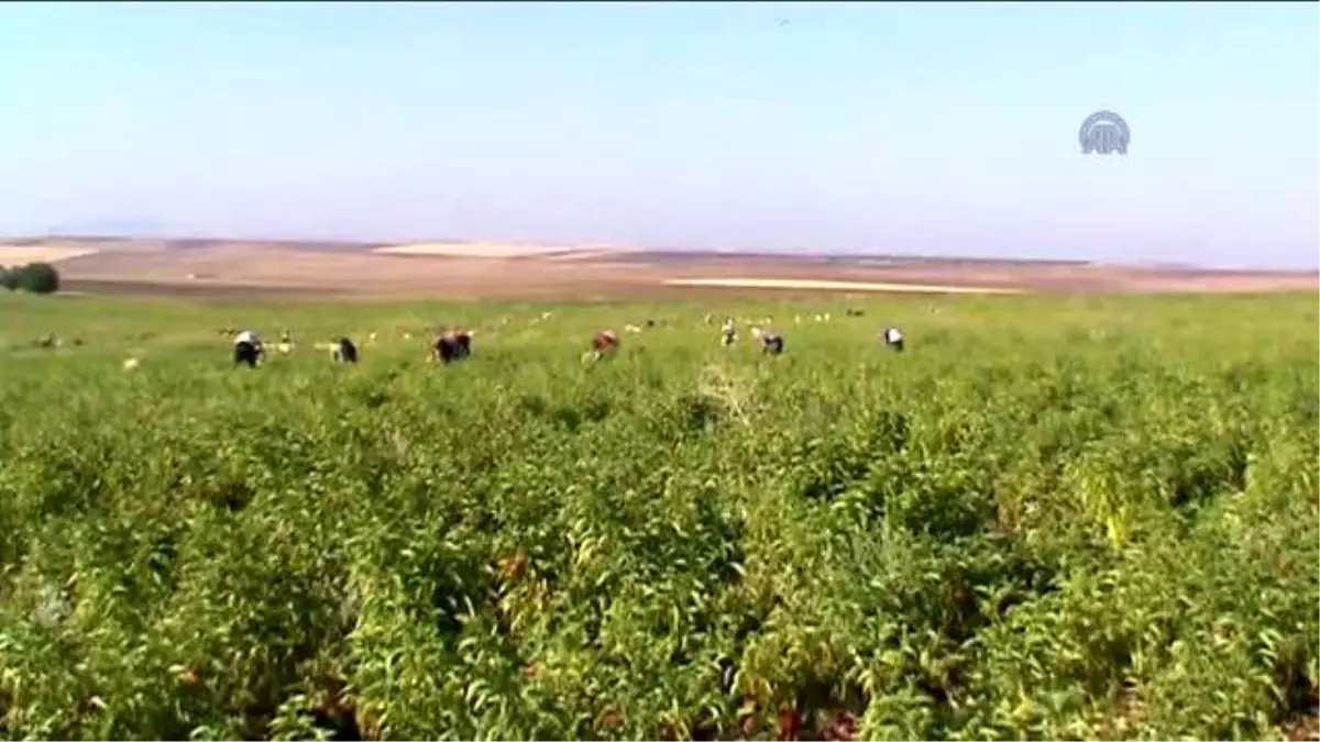 Mevsimlik Tarım İşçileri İçin Meclis Araştırma Komisyonu Kurulması