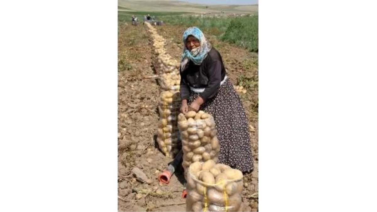Nevşehir\'de Kışlık Patates Hasadı Tamamlandı