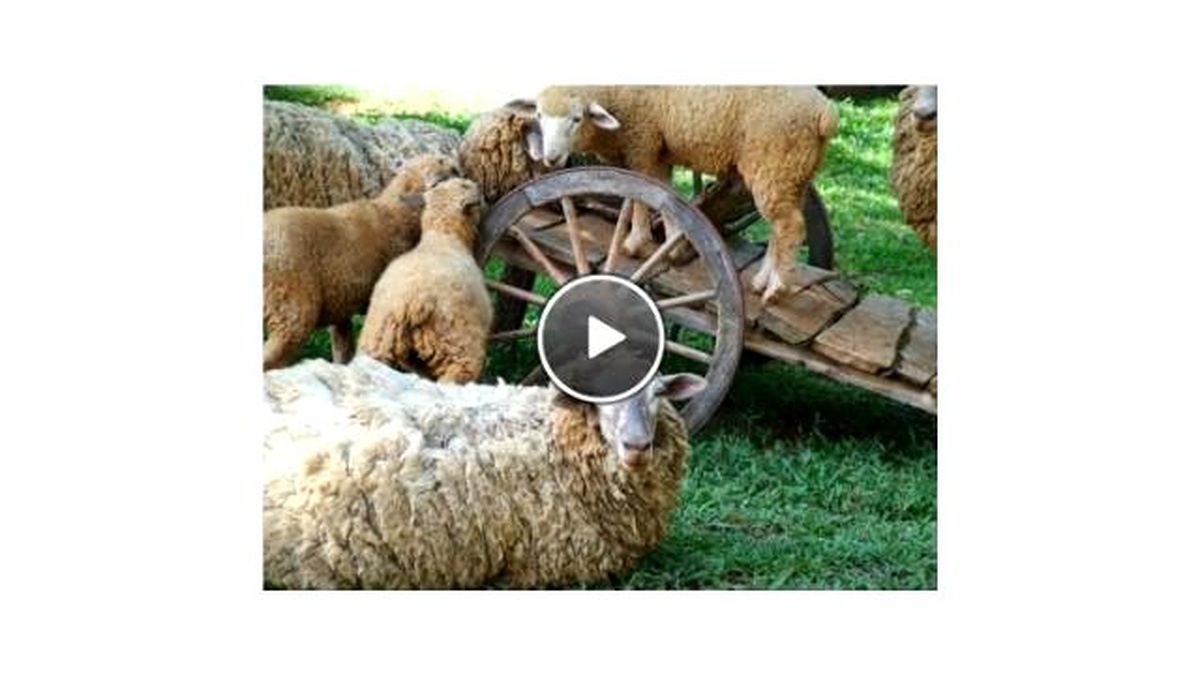 Şehirden Kaçanlar Soluğu Çiftliklerde Alıyor