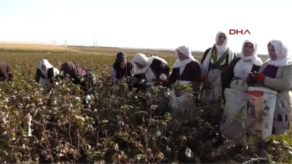 Silopili Kadınlar Sincar ve Kobani\'ye Destek İçin Pamuk Tarlalarında Çalışıyor