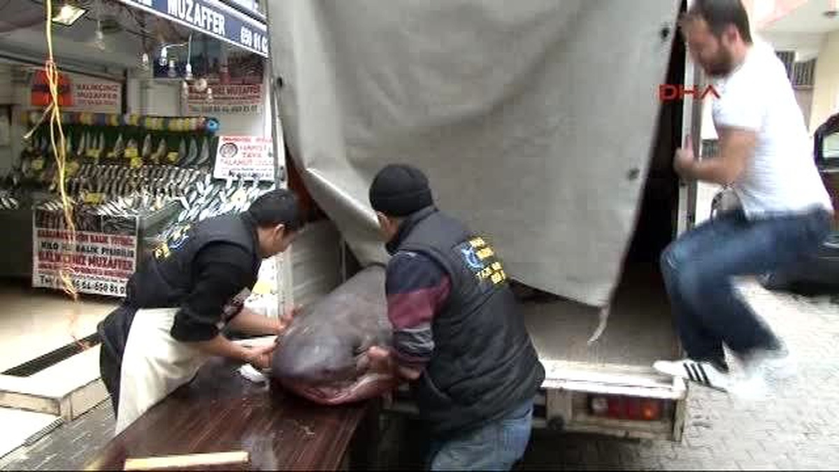 Üsküdar Açıklarında 800 Kg\'lik Köpek Balığı Yakaladılar