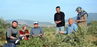 Yırca Köylüleri Kesilen Zeytinlerini Hasat Ediyor