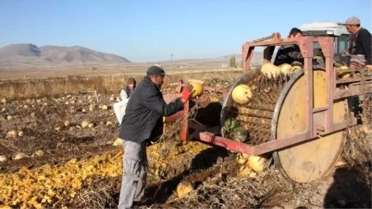 Çerezlik Kabak Hasadı Tamamlandı