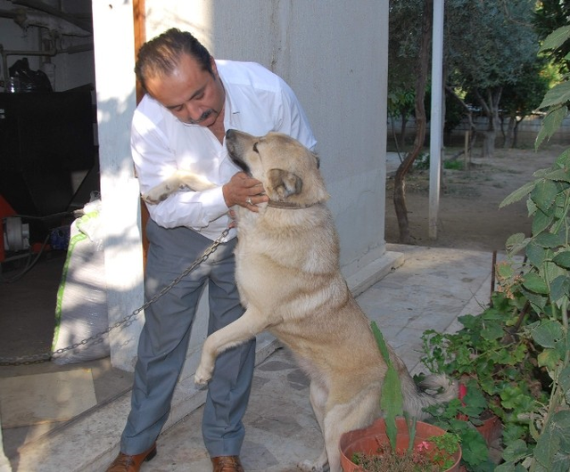 Cift Cinsiyetli Kopek Herkesi Sasirtiyor Son Dakika