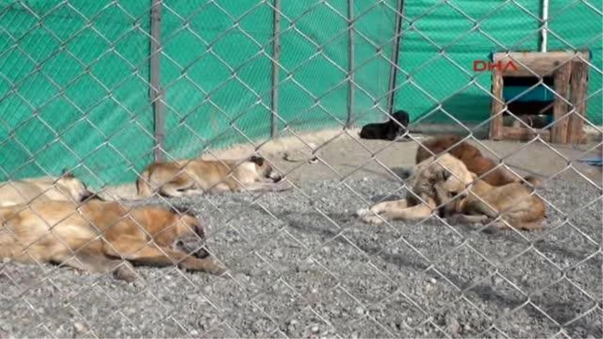 Pülümür\'de Toplanan Sokak Köpekleri Erzincan\'da Kısırlaştırılıyor