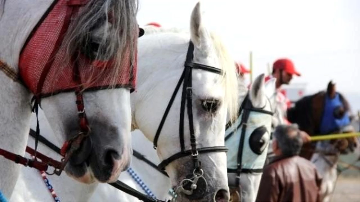 Erzurum\'da Cirit Turnuvası Start Aldı