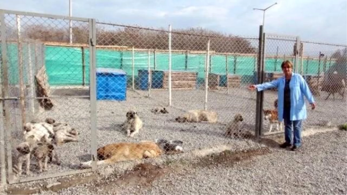 Pülümür\'de Toplanan Sokak Köpekleri Erzincan\'da Kısırlaştırılıyor